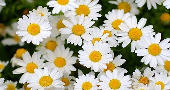 camomille